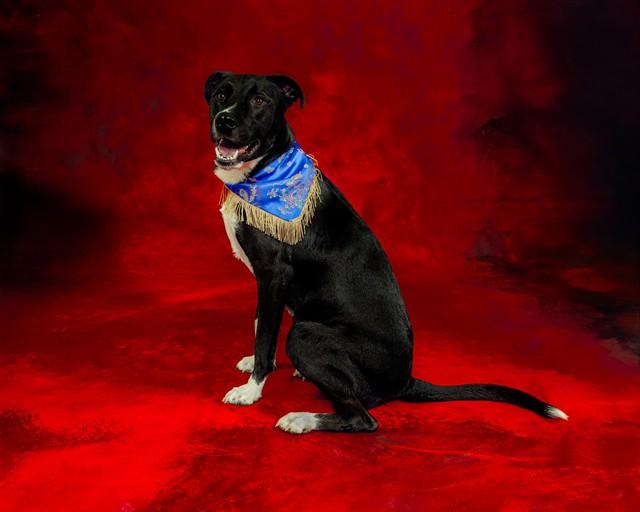 Enlarge HALO, a Adoptable Labrador Retriever in San Jose, CA image 2/3