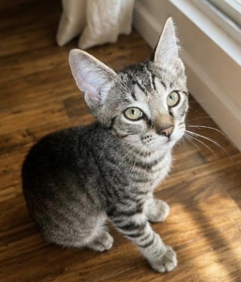 Enlarge Mikey, an adopted Domestic Short Hair in Long Beach, NY image 5/5