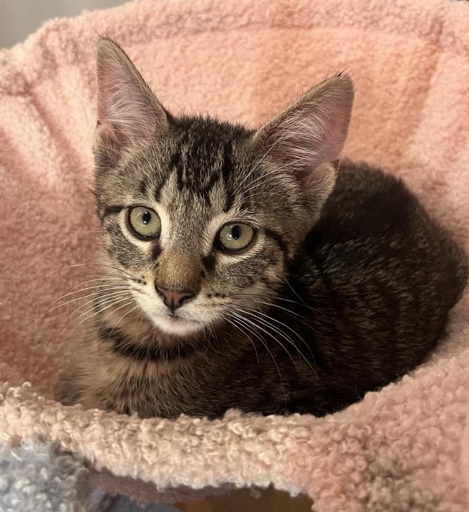 Enlarge Mikey, an adopted Domestic Short Hair in Long Beach, NY image 4/5