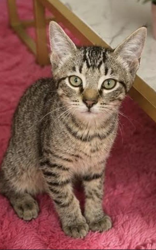 Mikey, adopted, Kitten Male Domestic Short Hair.