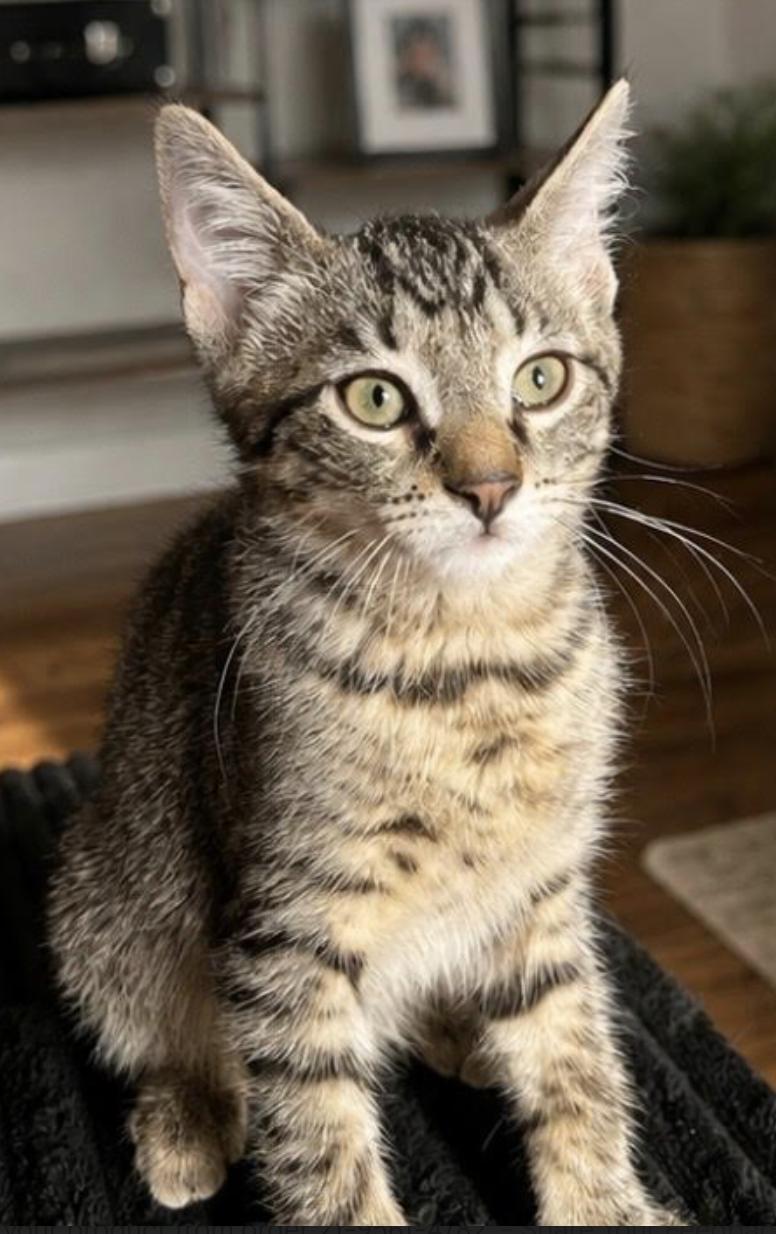 Enlarge Mikey, an adopted Domestic Short Hair in Long Beach, NY image 2/5