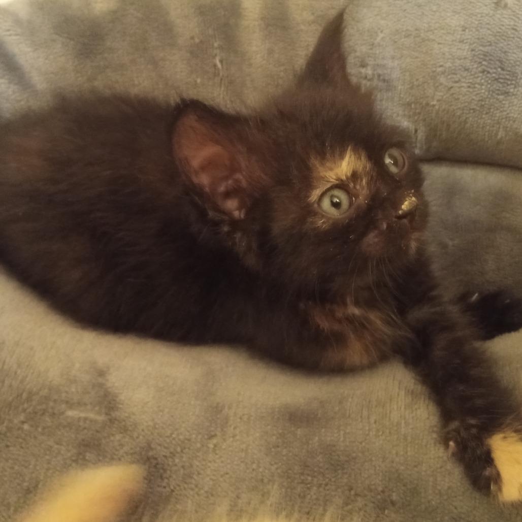 Chippers, adopted, Young Female Domestic Short Hair.