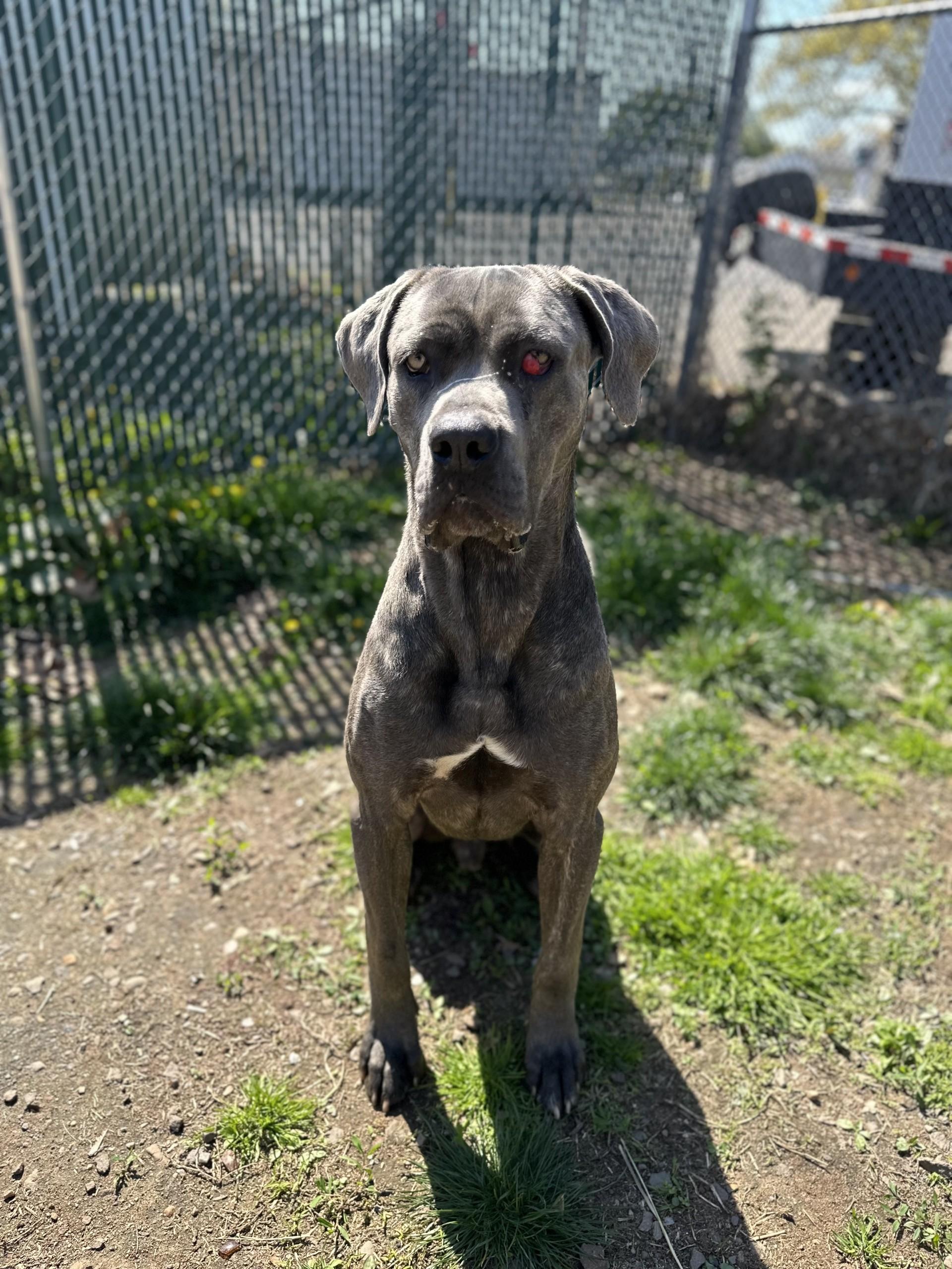 Enlarge Creed, a ADOPTABLE Cane Corso in West Haven, CT image 1/1