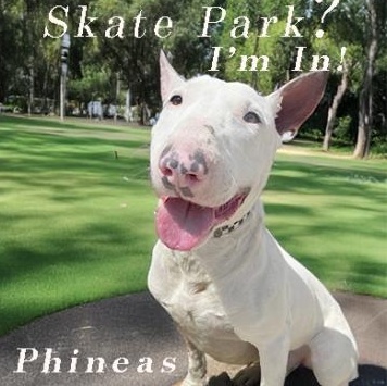 Enlarge Phineus, a Adoptable Bull Terrier in Palm Desert, CA image 1/1