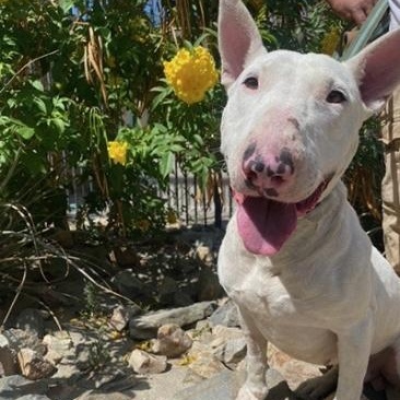 Phineus, Adoptable, Adult Male Bull Terrier.