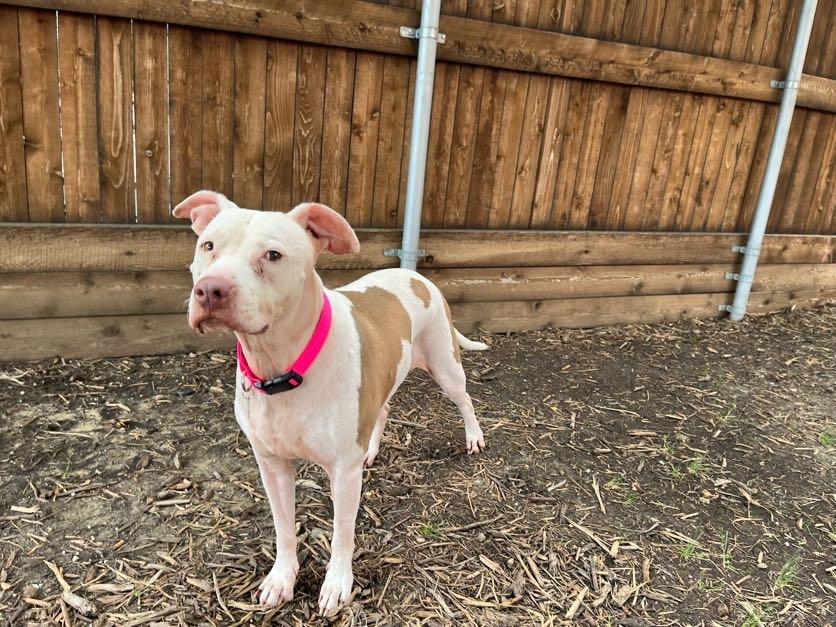 Enlarge Daisy* A211502, a Adoptable Pit Bull Terrier in Plano, TX image 3/6