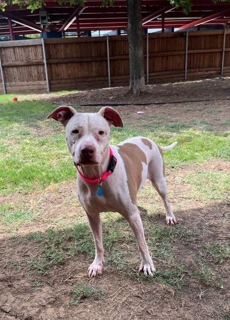 Enlarge Daisy* A211502, a Adoptable Pit Bull Terrier in Plano, TX image 4/6