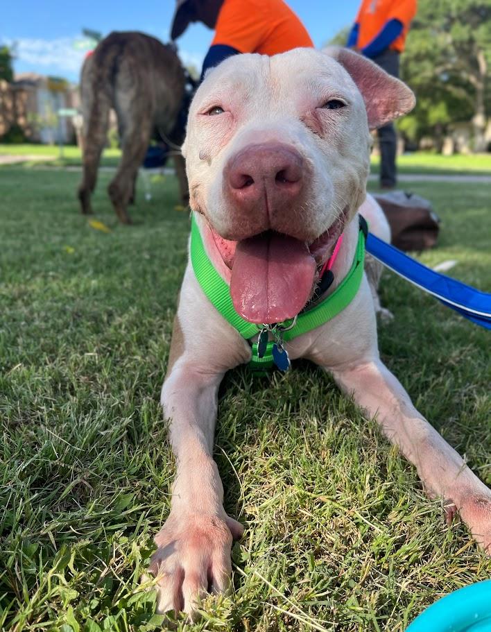 Enlarge Daisy* A211502, a Adoptable Pit Bull Terrier in Plano, TX image 5/6