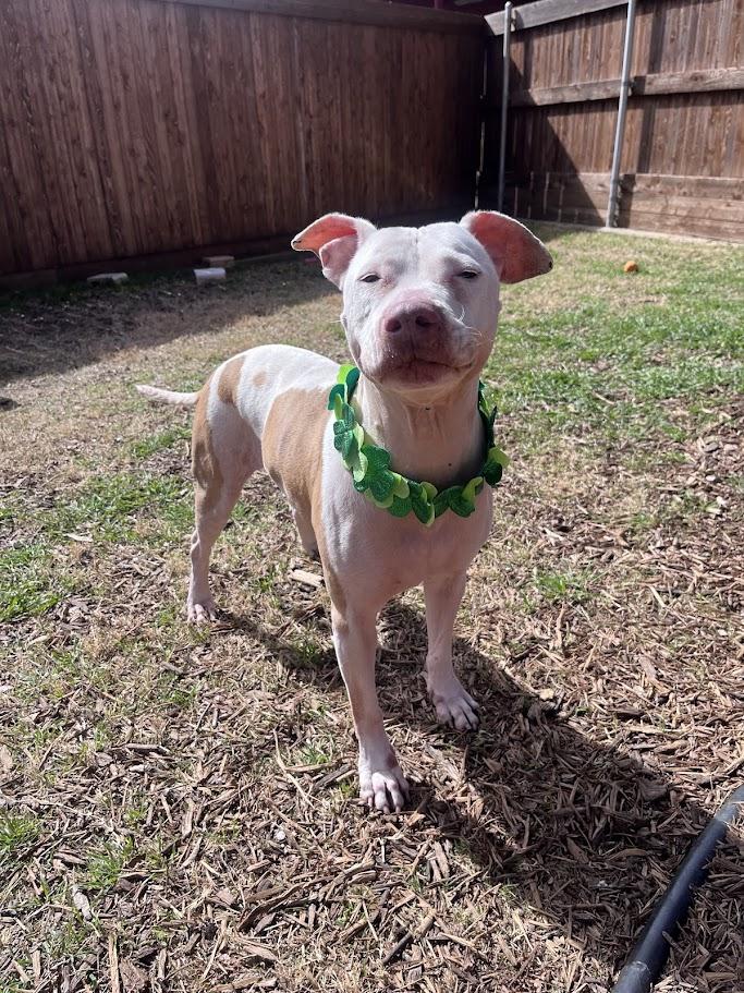 Daisy* A211502, Adoptable, Adult Female Pit Bull Terrier.