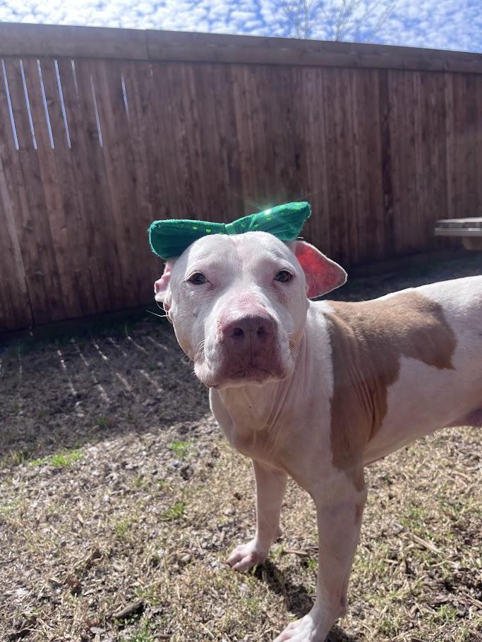 Daisy* A211502, a Adoptable Pit Bull Terrier in Plano, TX image 6/6