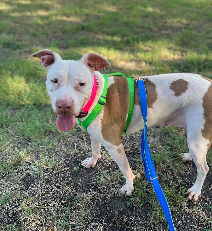 Daisy* A211502, Adoptable, Adult Female Pit Bull Terrier.