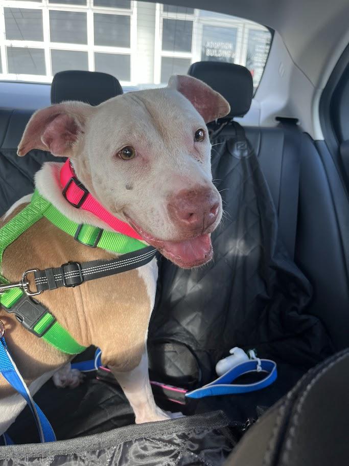 Enlarge Daisy* A211502, a Adoptable Pit Bull Terrier in Plano, TX image 6/6