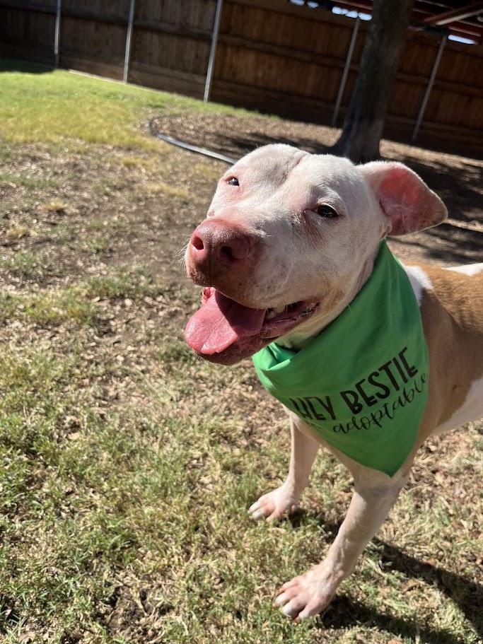 Enlarge Daisy* A211502, a Adoptable Pit Bull Terrier in Plano, TX image 2/6