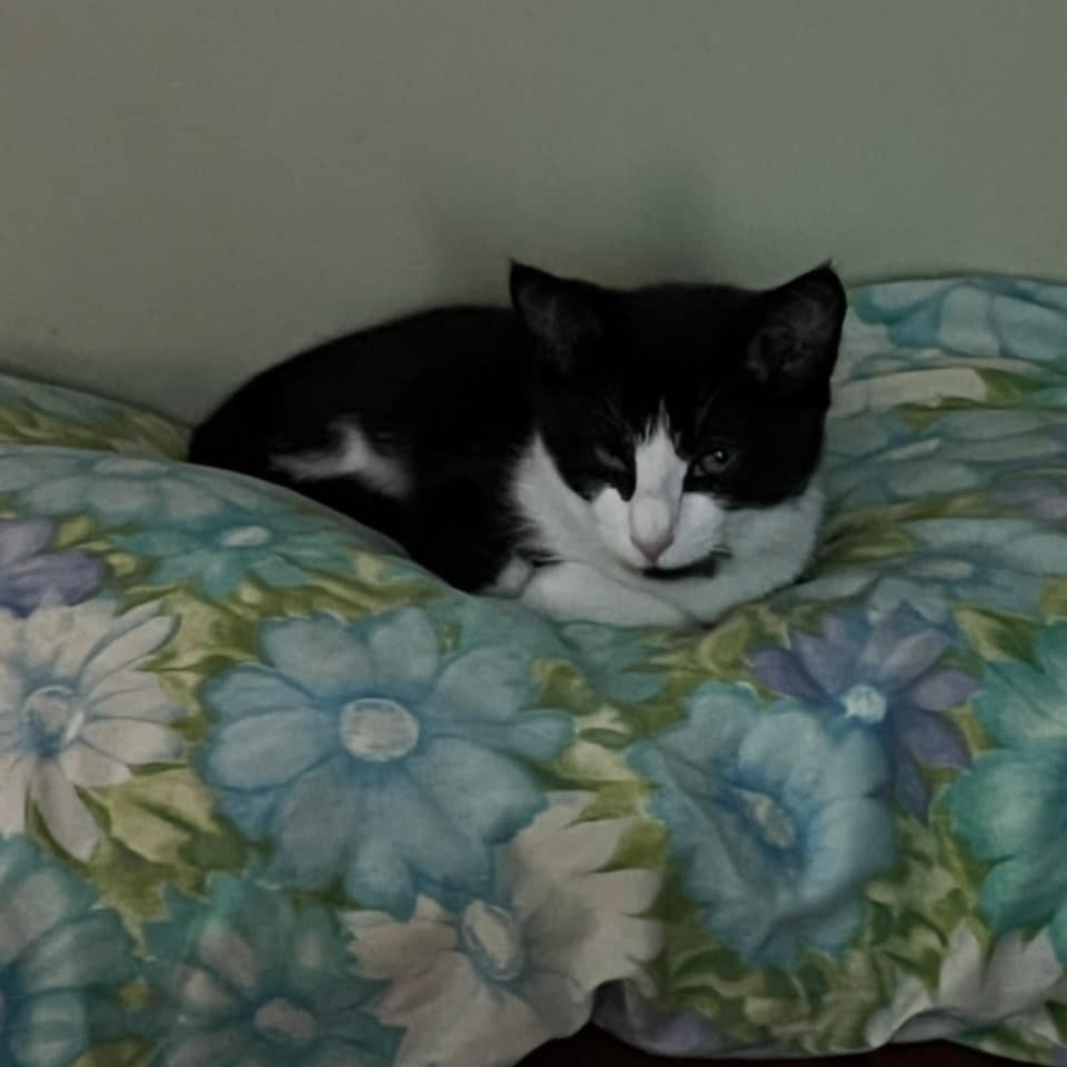 Frankie photo 3