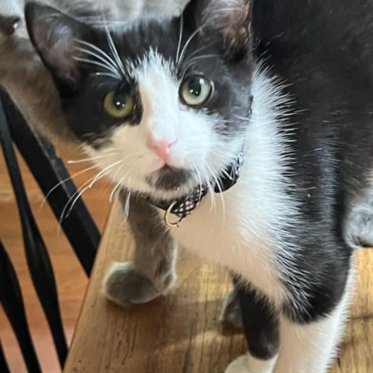 Frankie
