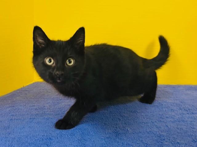 Enlarge Home Run, an adopted Domestic Short Hair in Hawk Point, MO image 3/4