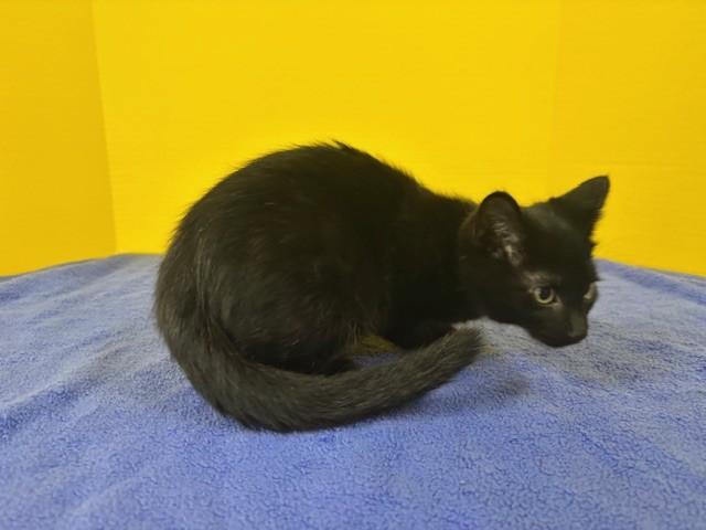 Home Run, adopted, Kitten Male Domestic Short Hair.