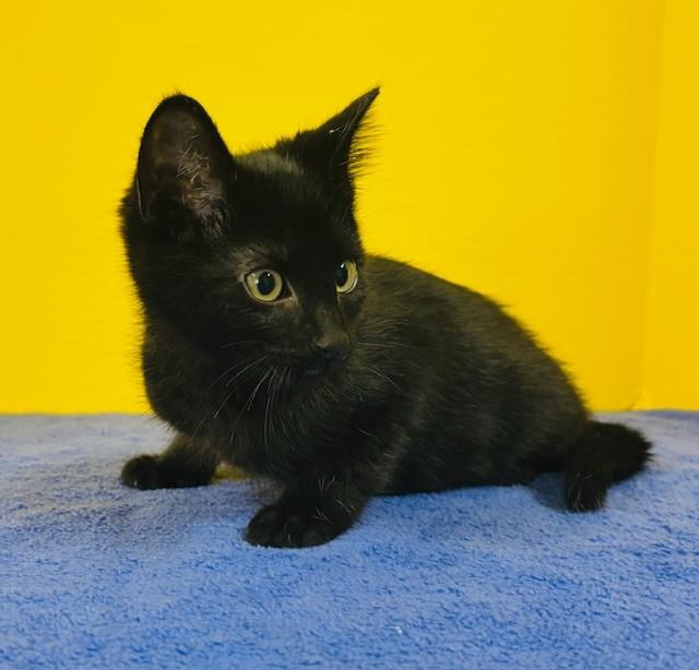 Enlarge Home Run, an adopted Domestic Short Hair in Hawk Point, MO image 4/4