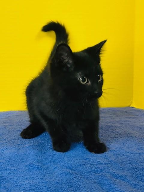 Enlarge Home Run, an adopted Domestic Short Hair in Hawk Point, MO image 2/4