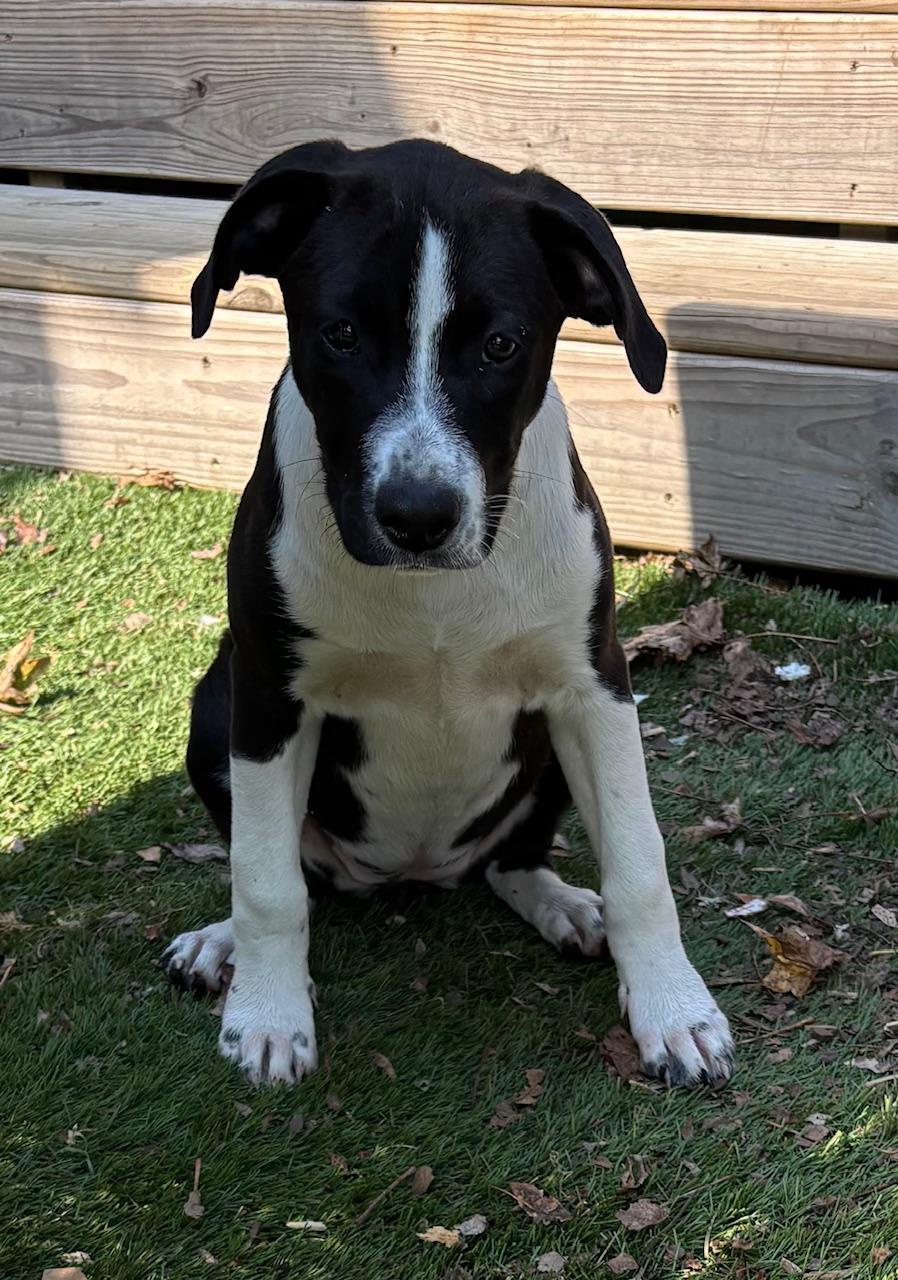 Meet Angel – A Sweet & Loving Companion