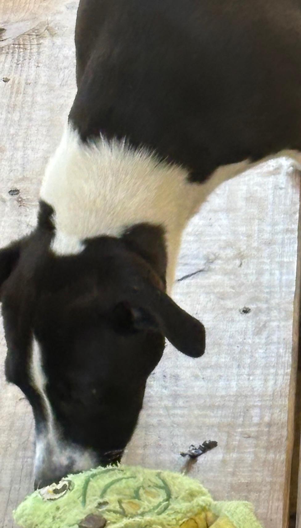 Meet Angel – A Sweet & Loving Companion — thumbnail 2