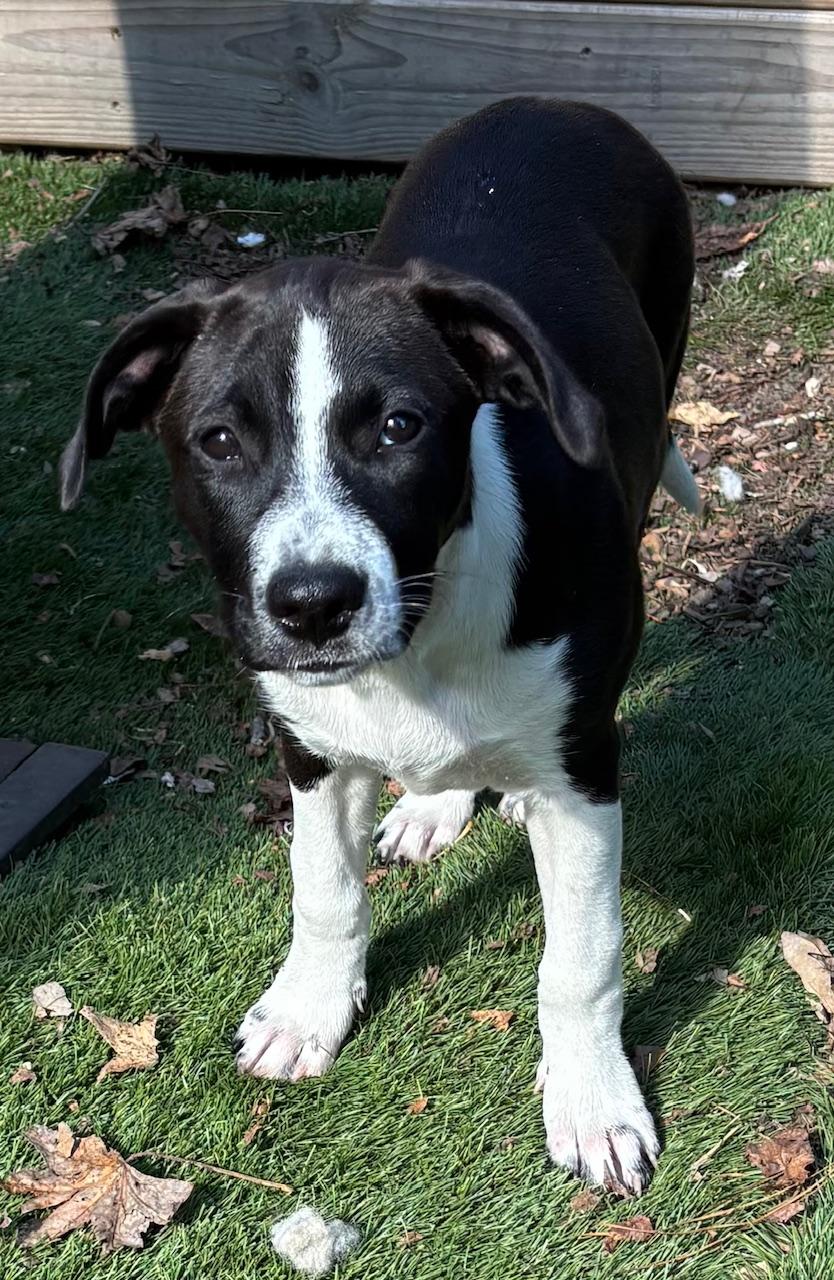 Meet Angel – A Sweet & Loving Companion — thumbnail 3