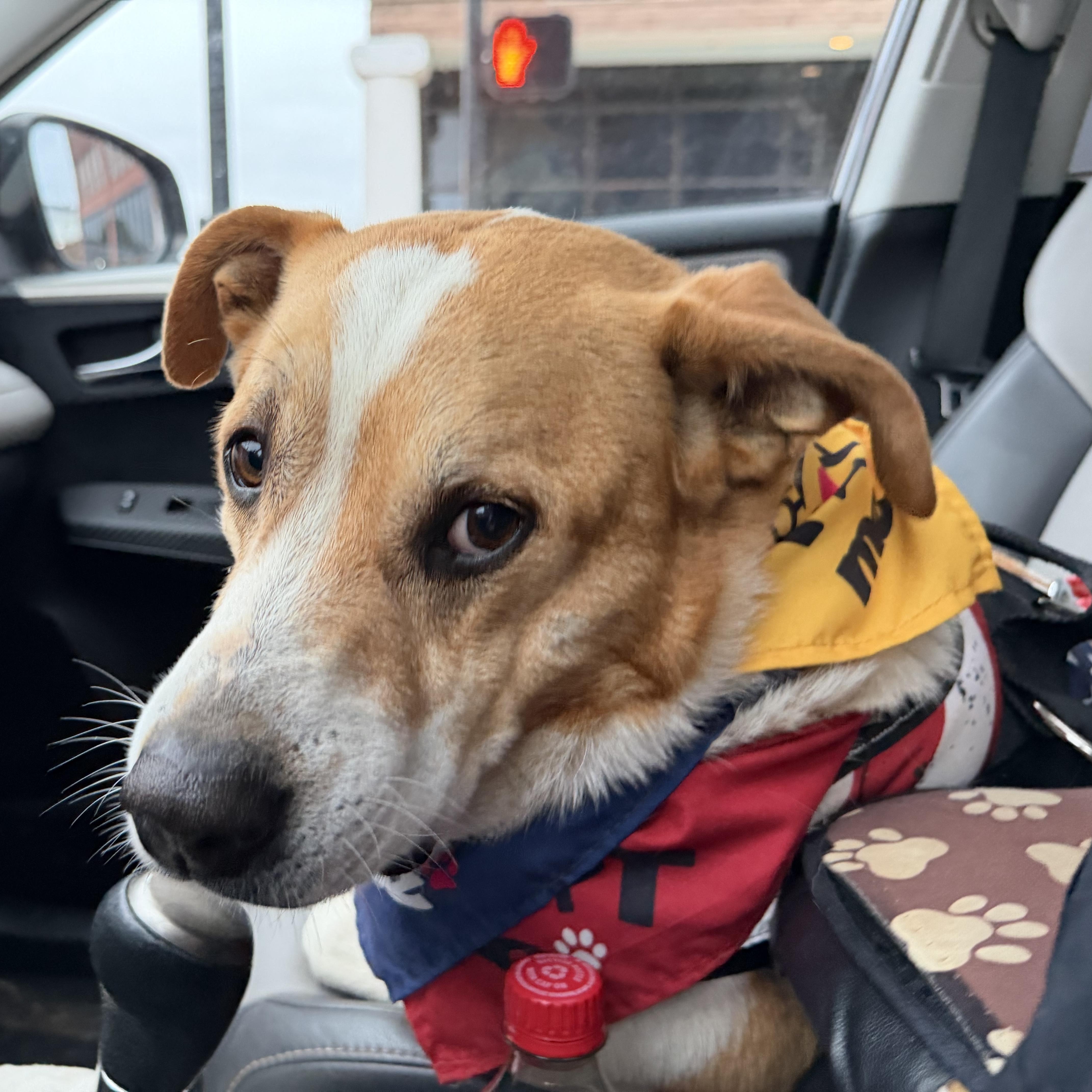 CLARK , a ADOPTABLE mixed breed in Shawnee, OK image 6/6