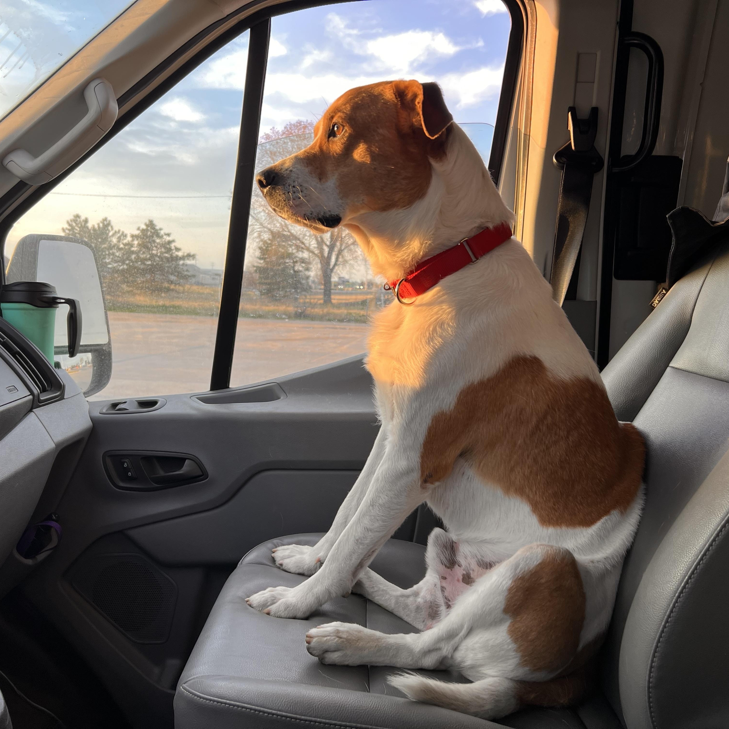 CLARK , a ADOPTABLE mixed breed in Shawnee, OK image 4/6