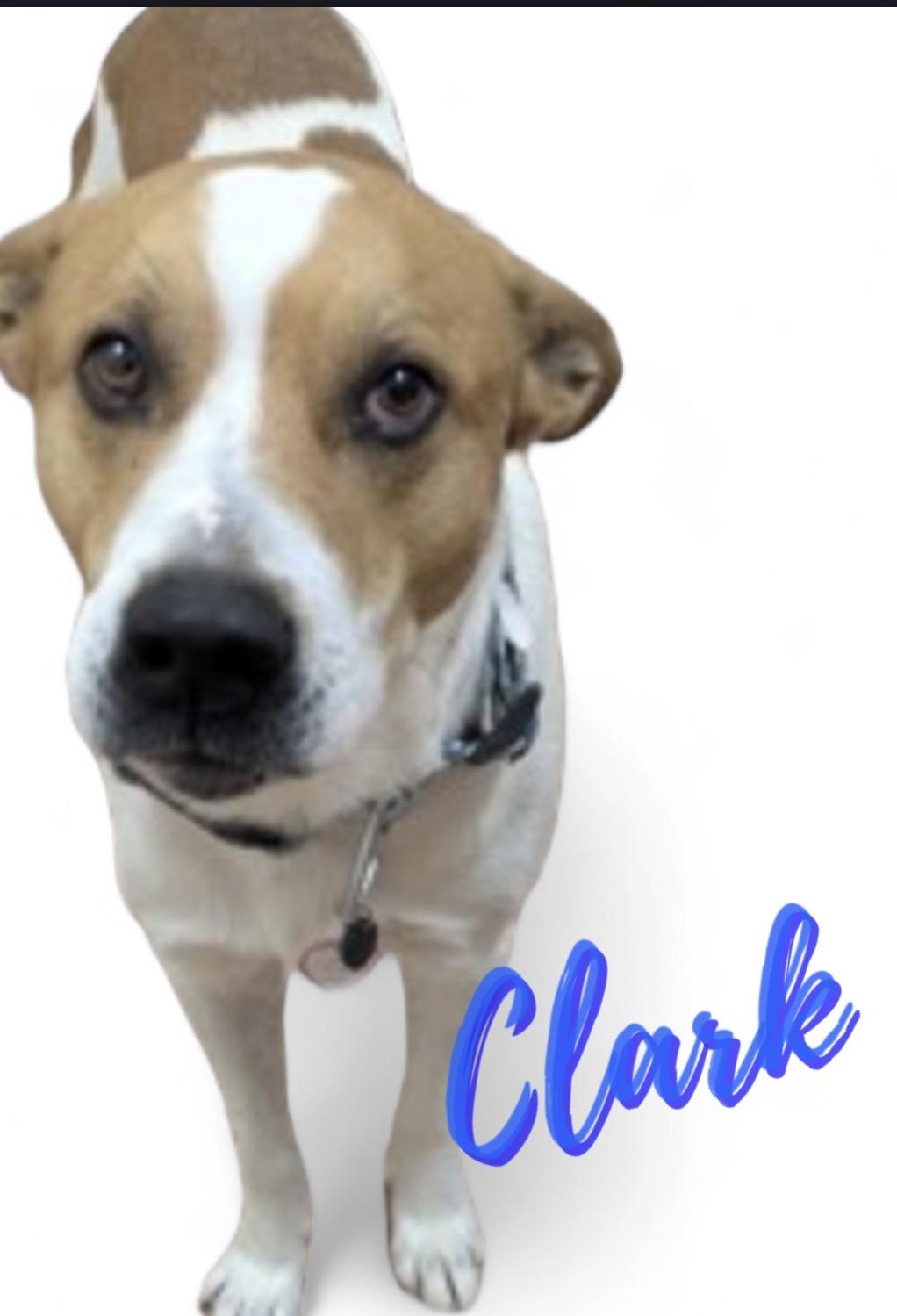 CLARK , ADOPTABLE, Adult Male Hound.
