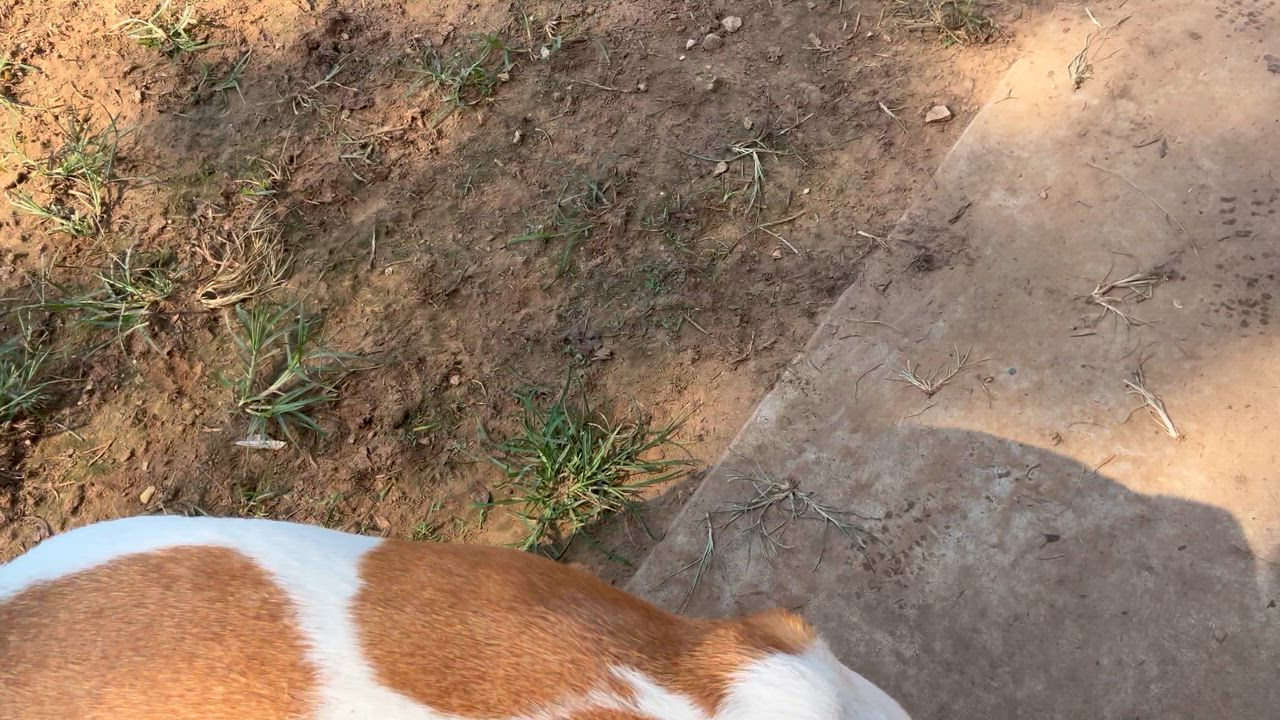 Enlarge CLARK , a ADOPTABLE mixed breed in Shawnee, OK video 2/6