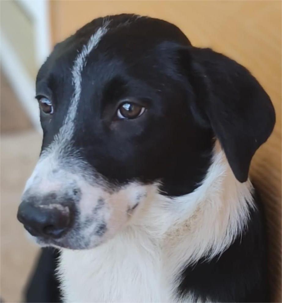 Sterling, Baby Male Border Collie