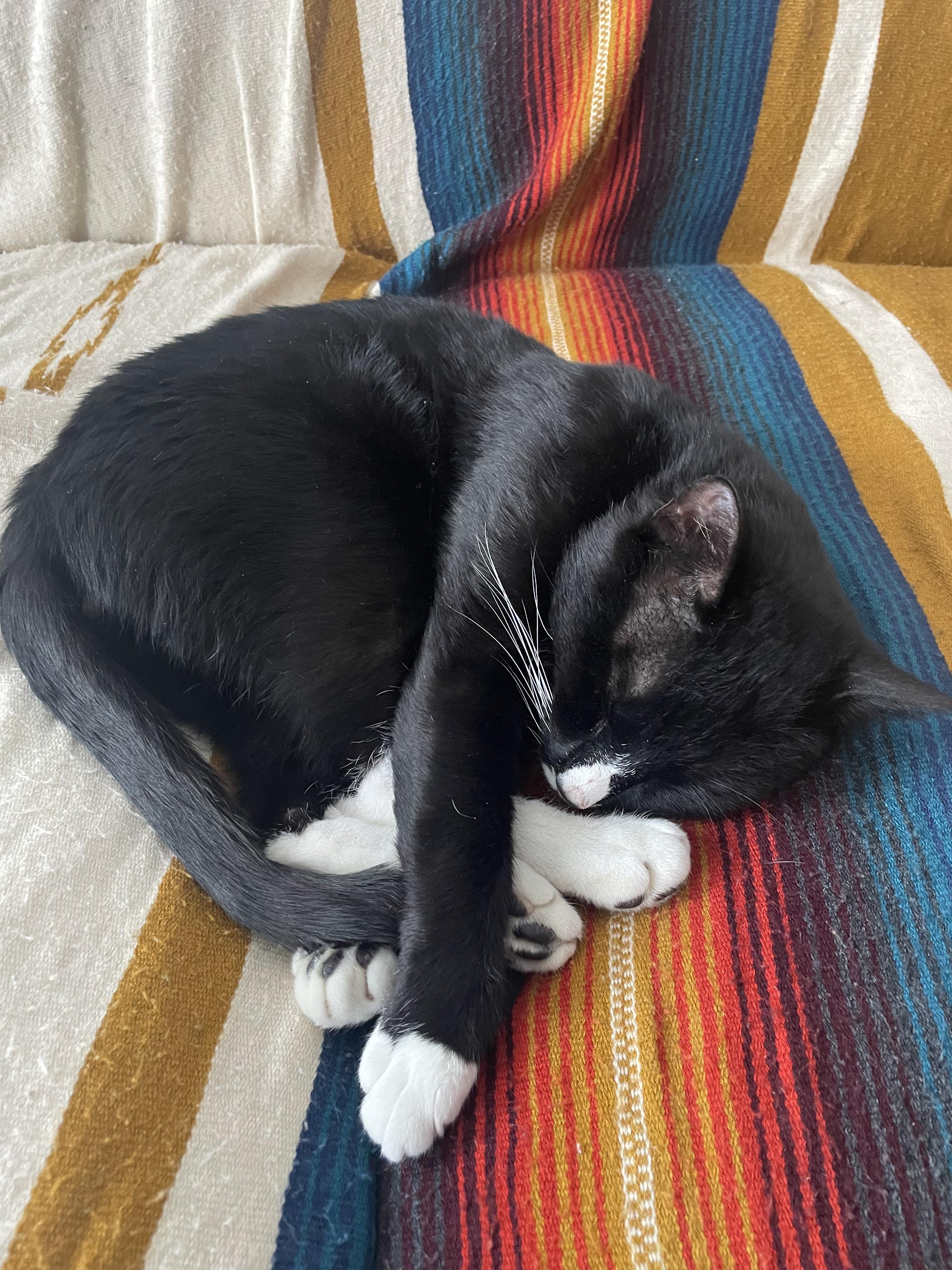 Enlarge Penguin, a ADOPTABLE Domestic Short Hair in Brooklyn, NY image 2/5