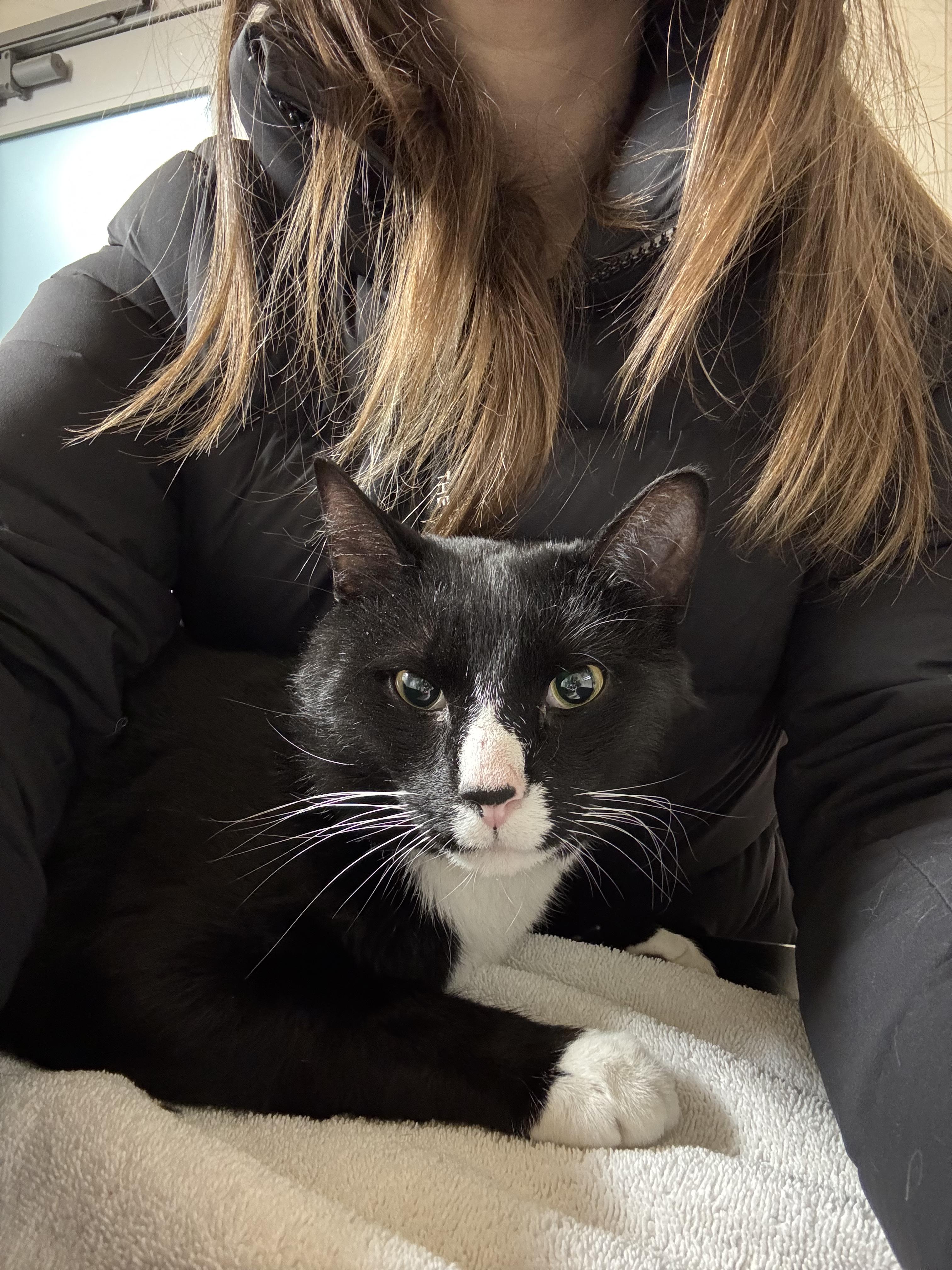 Enlarge Penguin, a ADOPTABLE Domestic Short Hair in Brooklyn, NY image 4/5