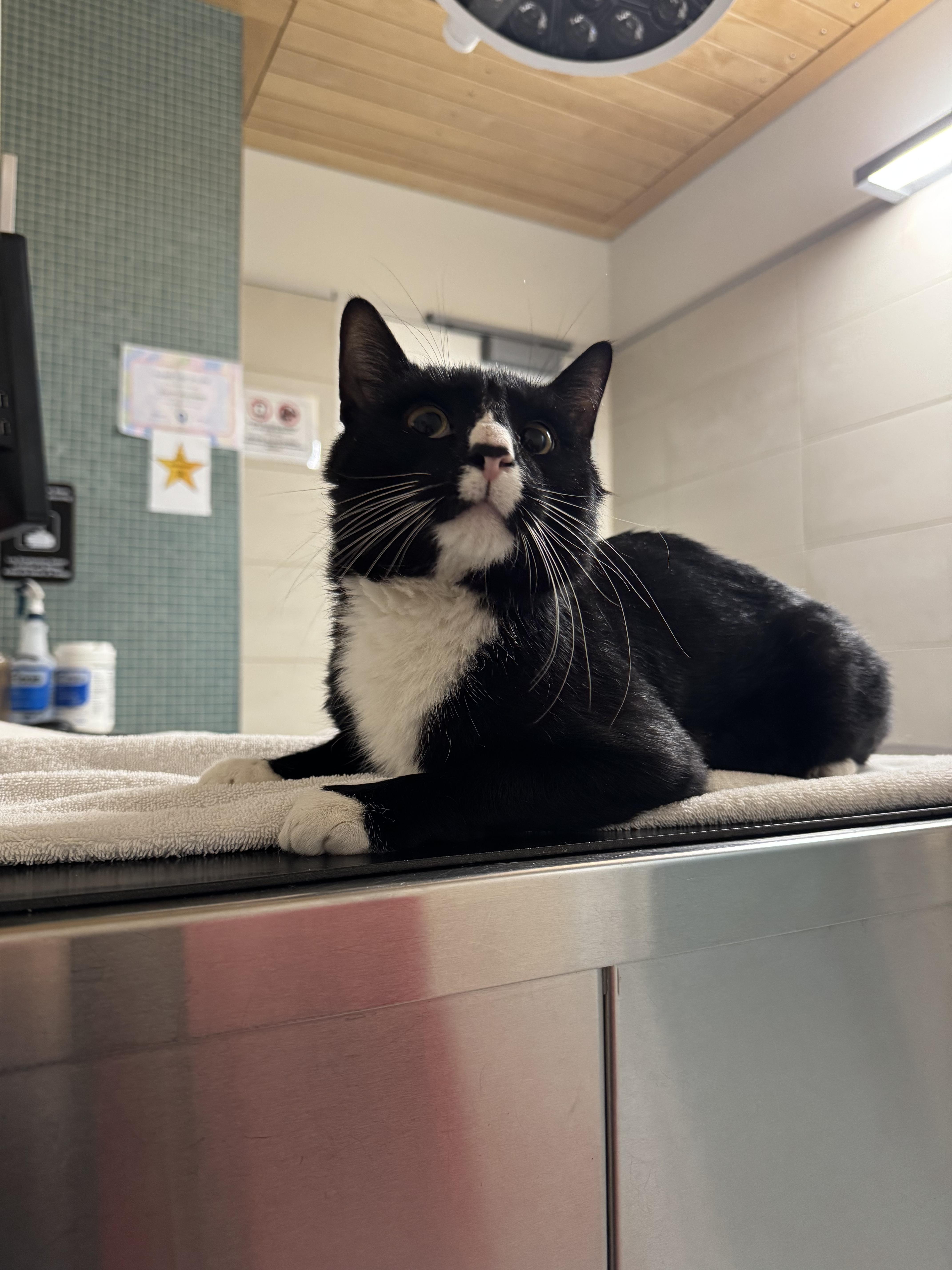 Enlarge Penguin, a ADOPTABLE Domestic Short Hair in Brooklyn, NY image 3/5