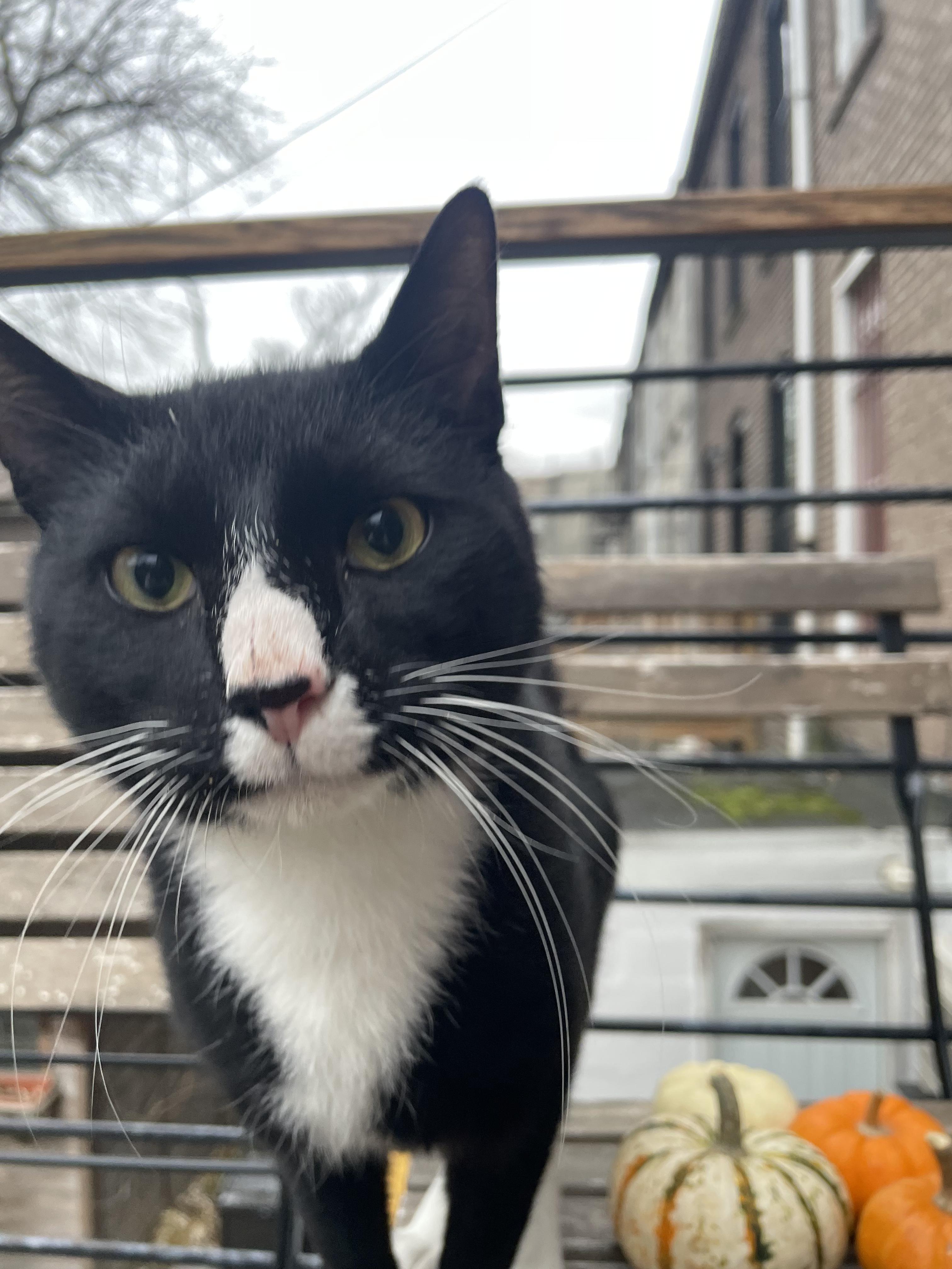 Enlarge Penguin, a ADOPTABLE Domestic Short Hair in Brooklyn, NY image 5/5