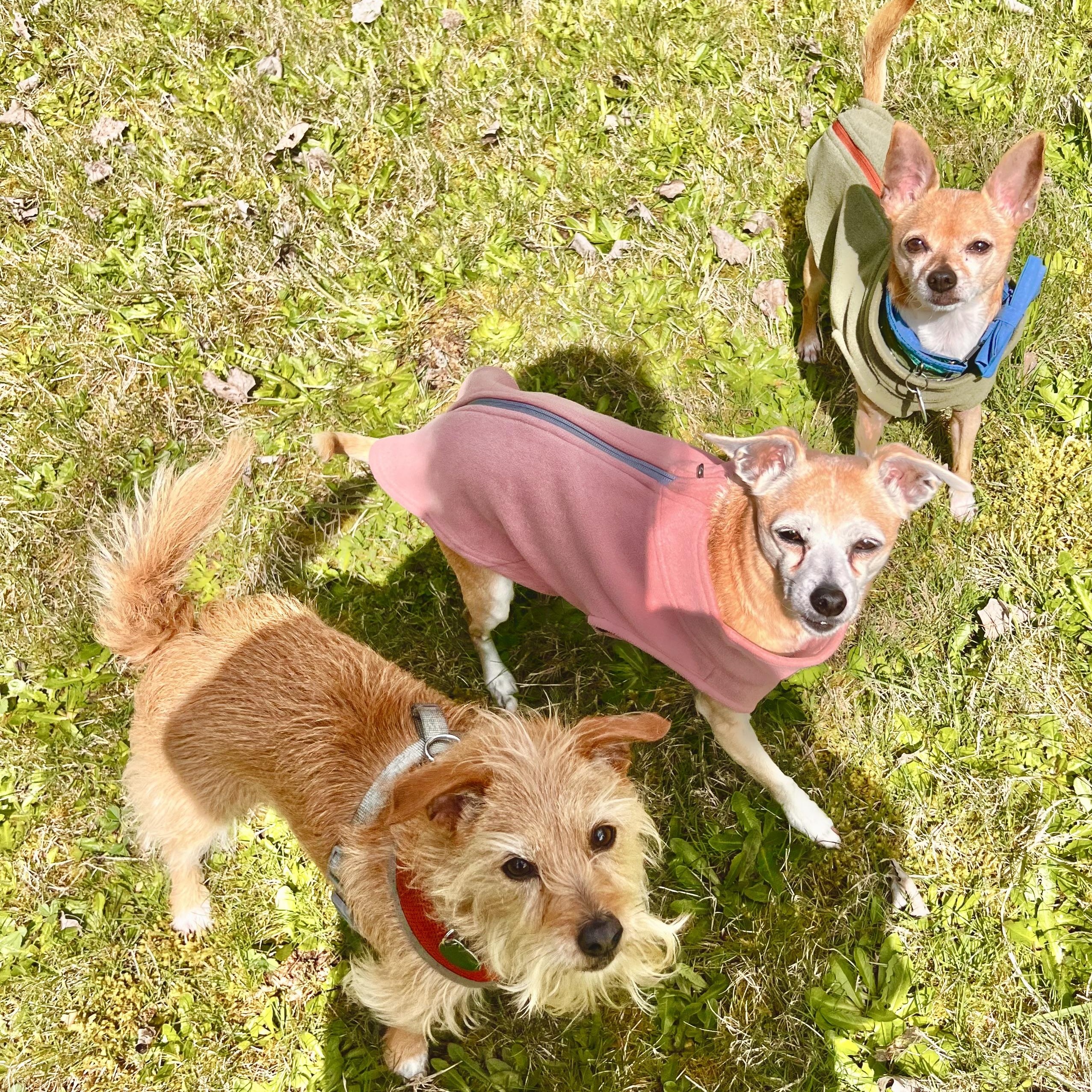 Clementine thumbnail 5