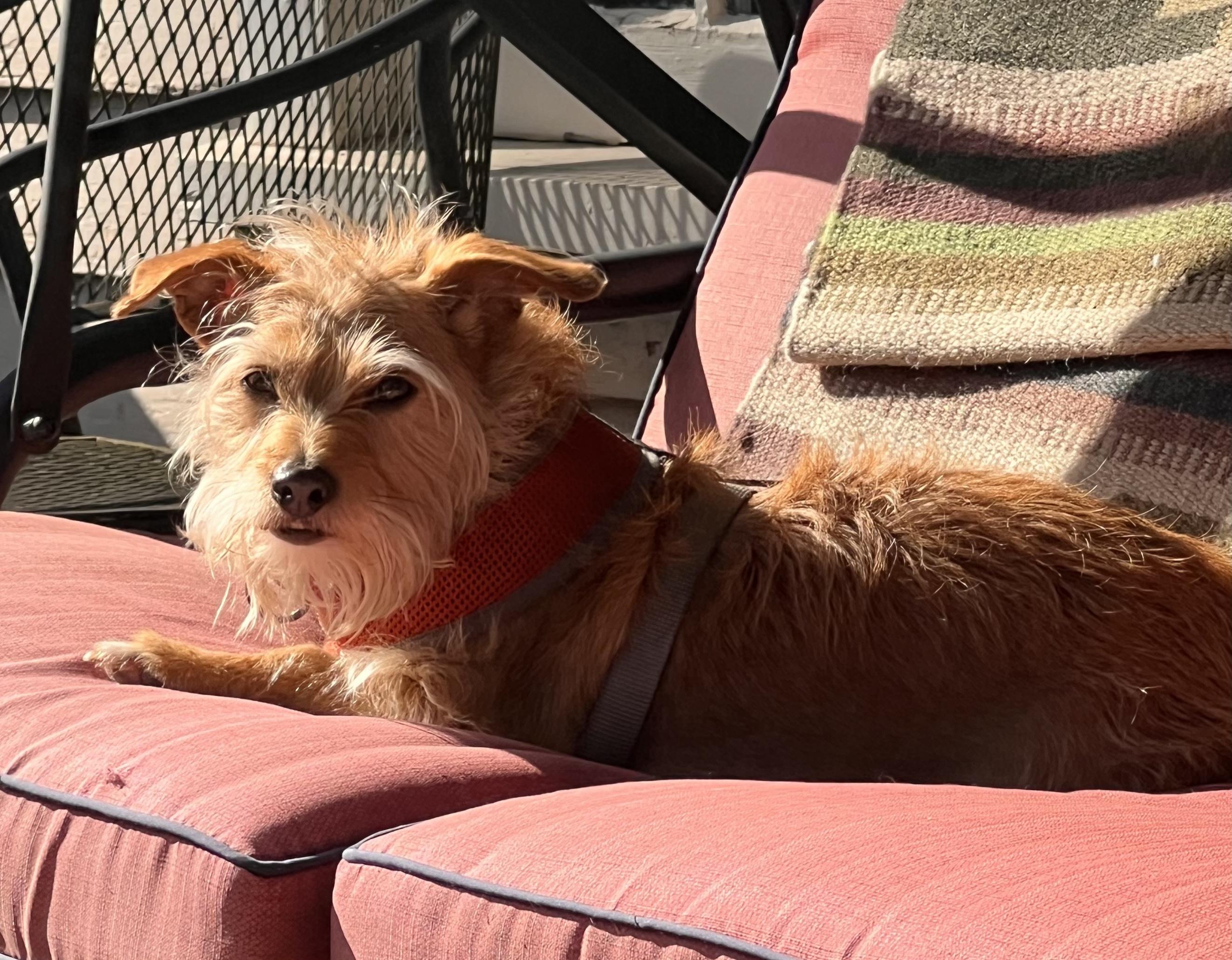 Clementine thumbnail 6