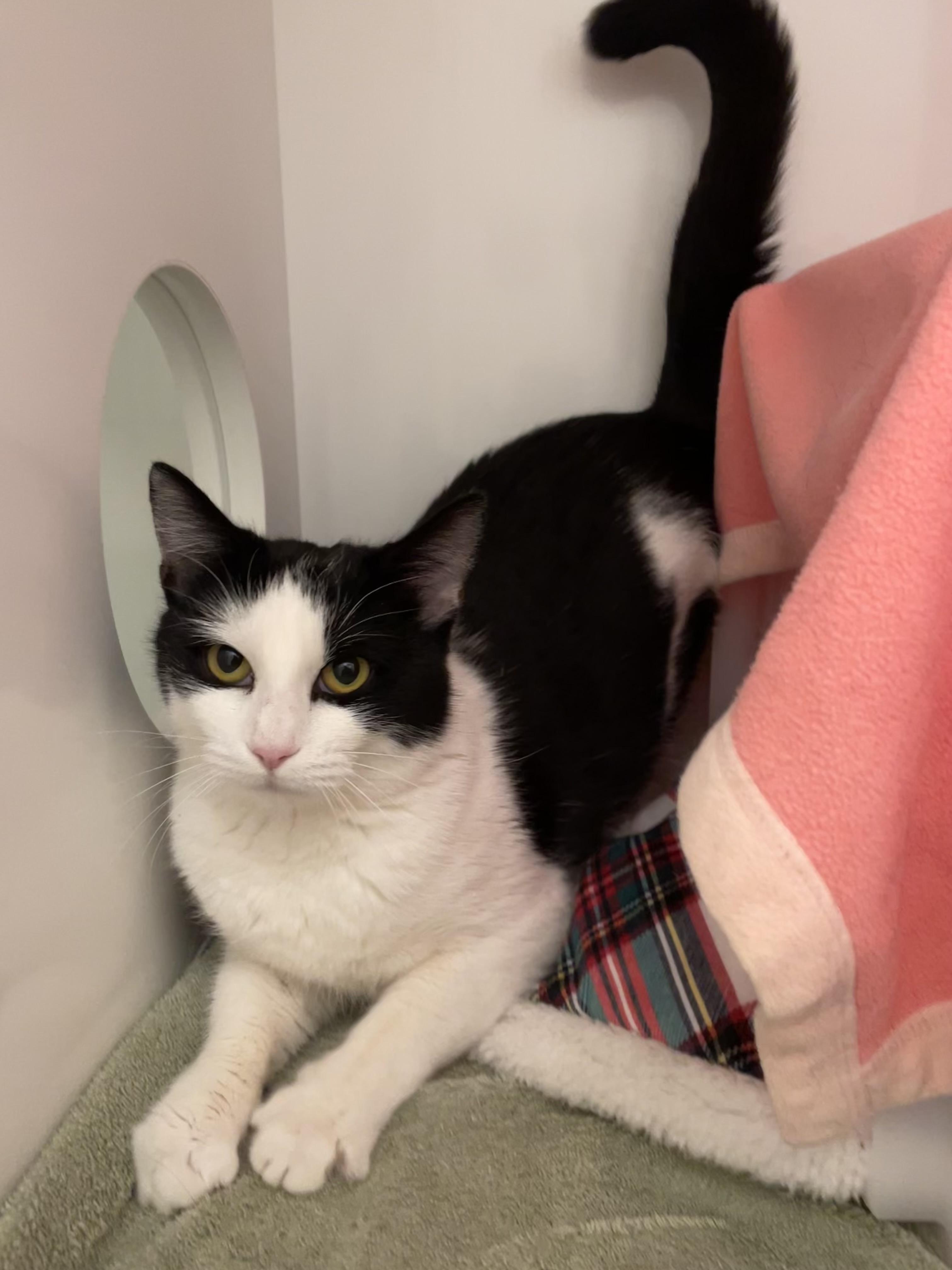 Stardust, Adoptable, Young Female Domestic Short Hair.