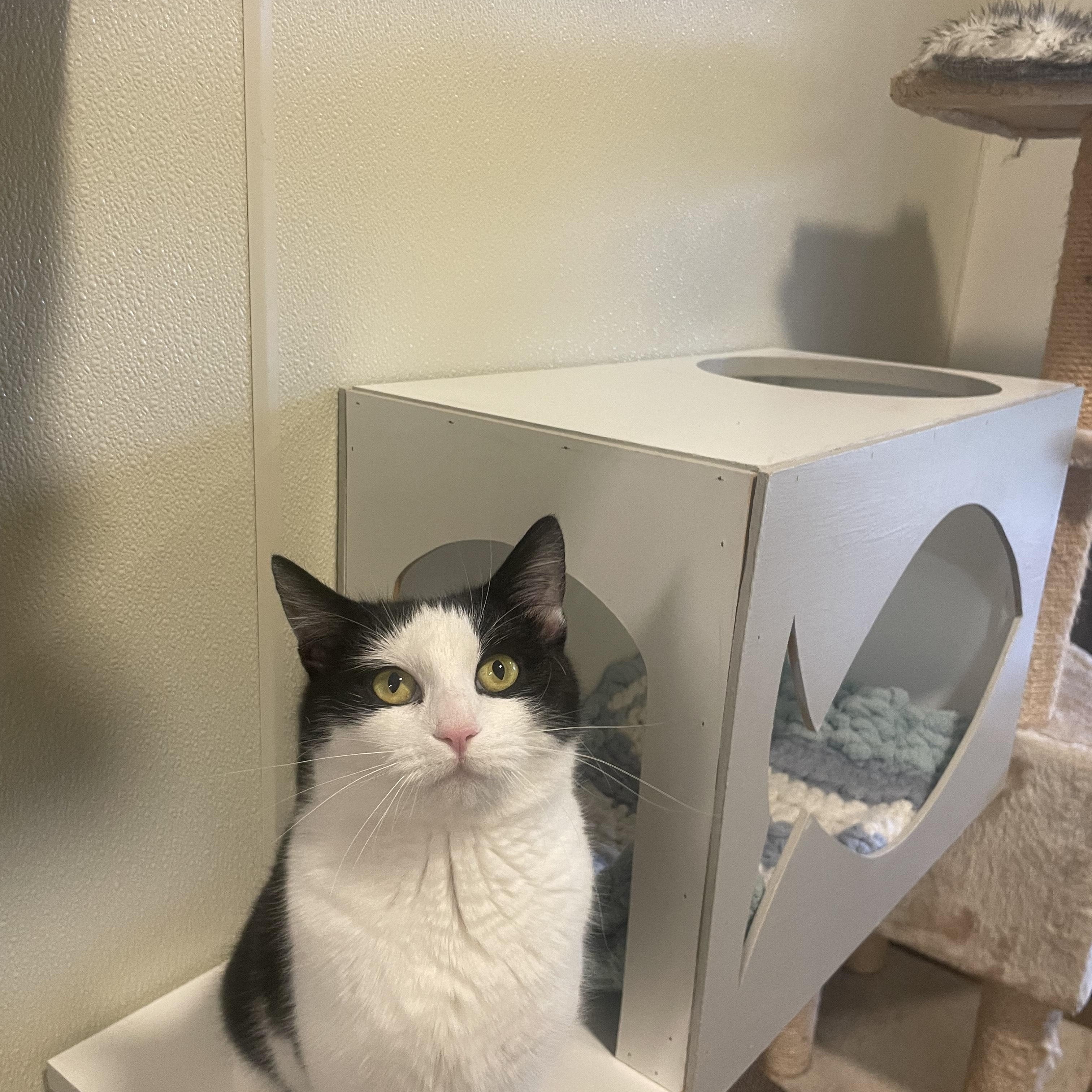 Enlarge Stardust, a Adoptable Domestic Short Hair in Friday Harbor, WA image 2/3