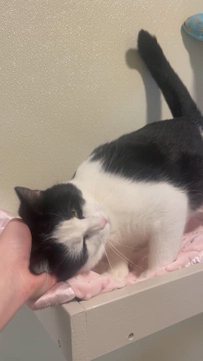 Enlarge Stardust, a Adoptable Domestic Short Hair in Friday Harbor, WA video 3/3