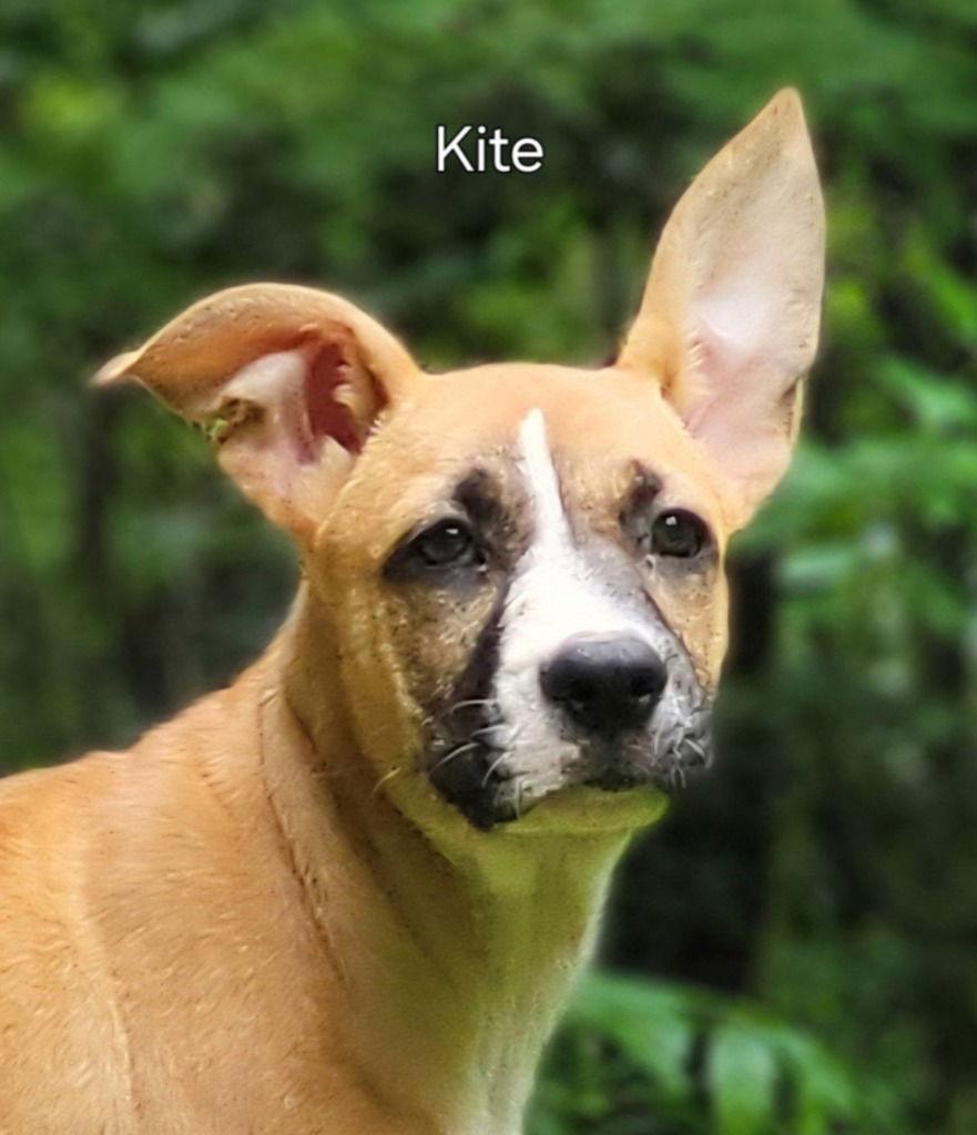 Kite, Adoptable, Puppy Female Terrier.