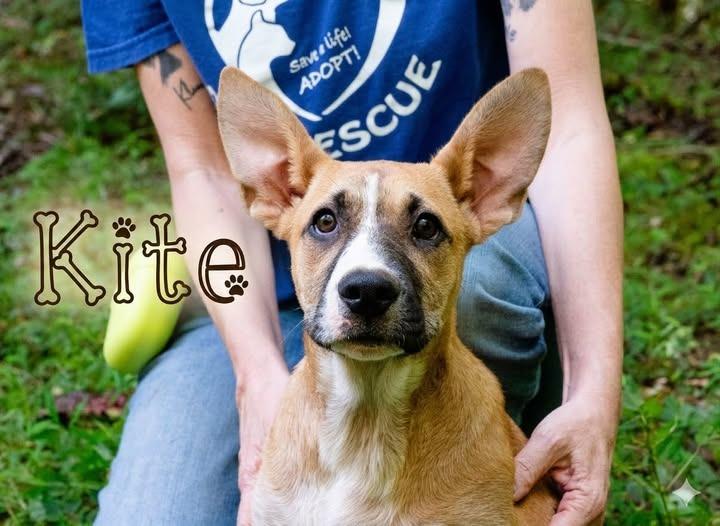 Enlarge Kite, a Adoptable Terrier in Ellijay, GA image 1/3