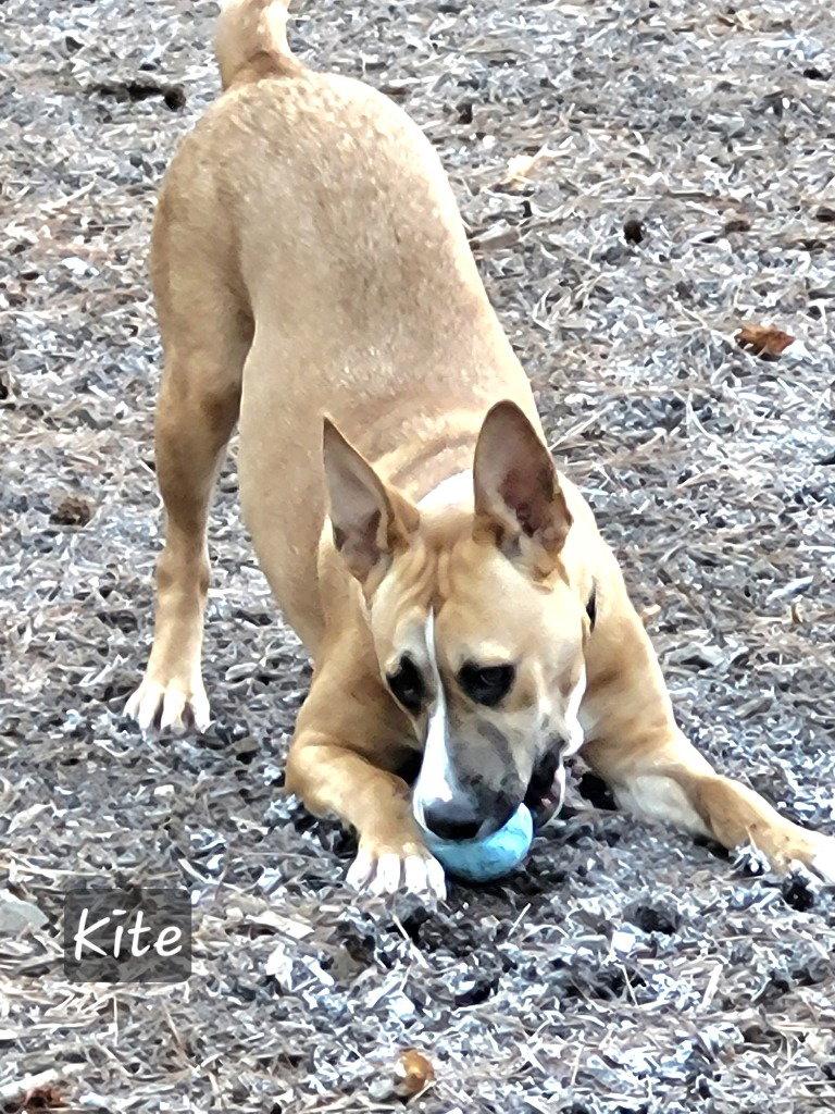 Enlarge Kite, a Adoptable Terrier in Ellijay, GA image 1/3
