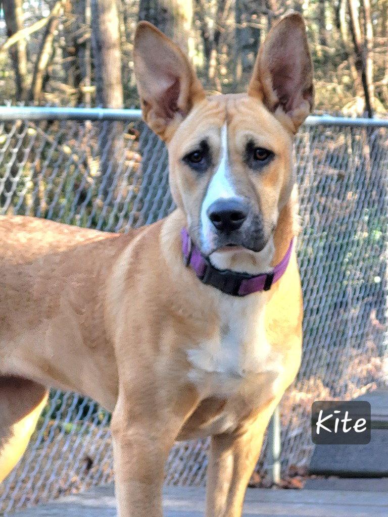 Enlarge Kite, a Adoptable Terrier in Ellijay, GA image 2/3