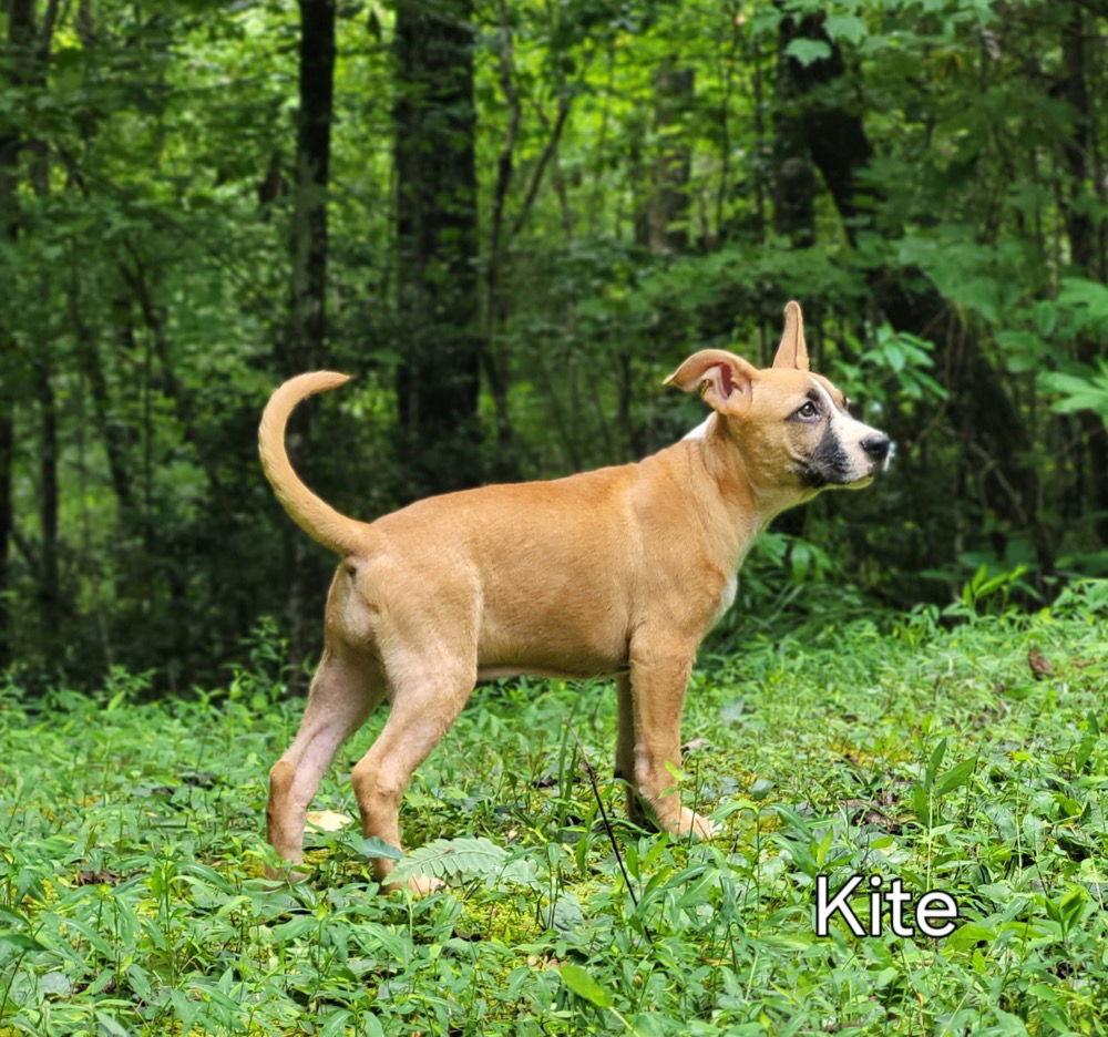 Kite, a Adoptable Terrier in Ellijay, GA image 1/3