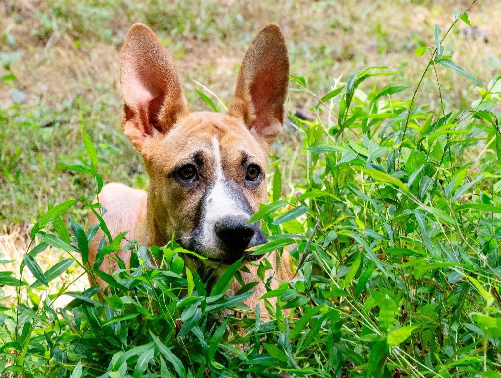 Kite, a Adoptable Terrier in Ellijay, GA image 2/3