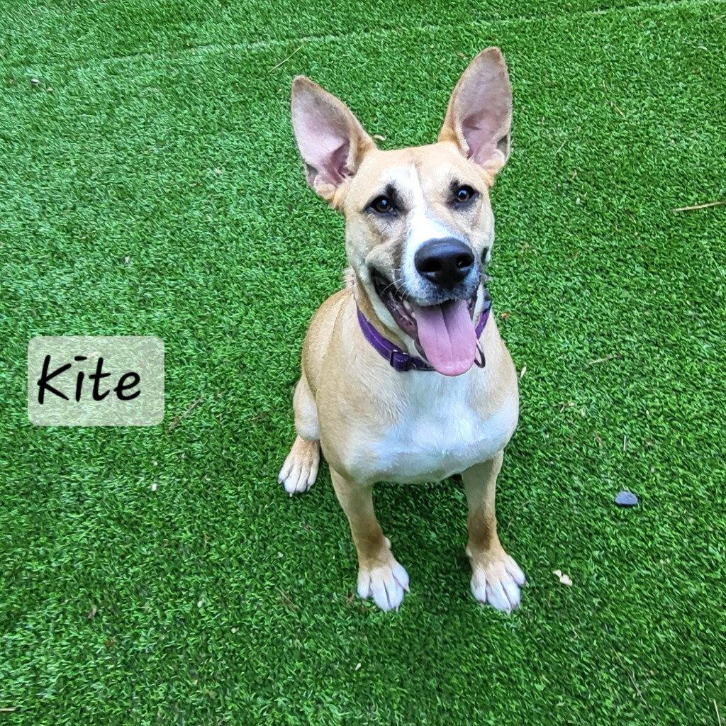 Enlarge Kite, a Adoptable Terrier in Ellijay, GA image 3/3