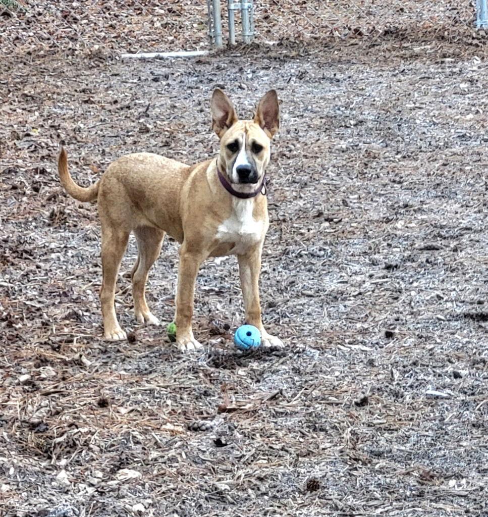 Kite, a Adoptable Terrier in Ellijay, GA image 2/3
