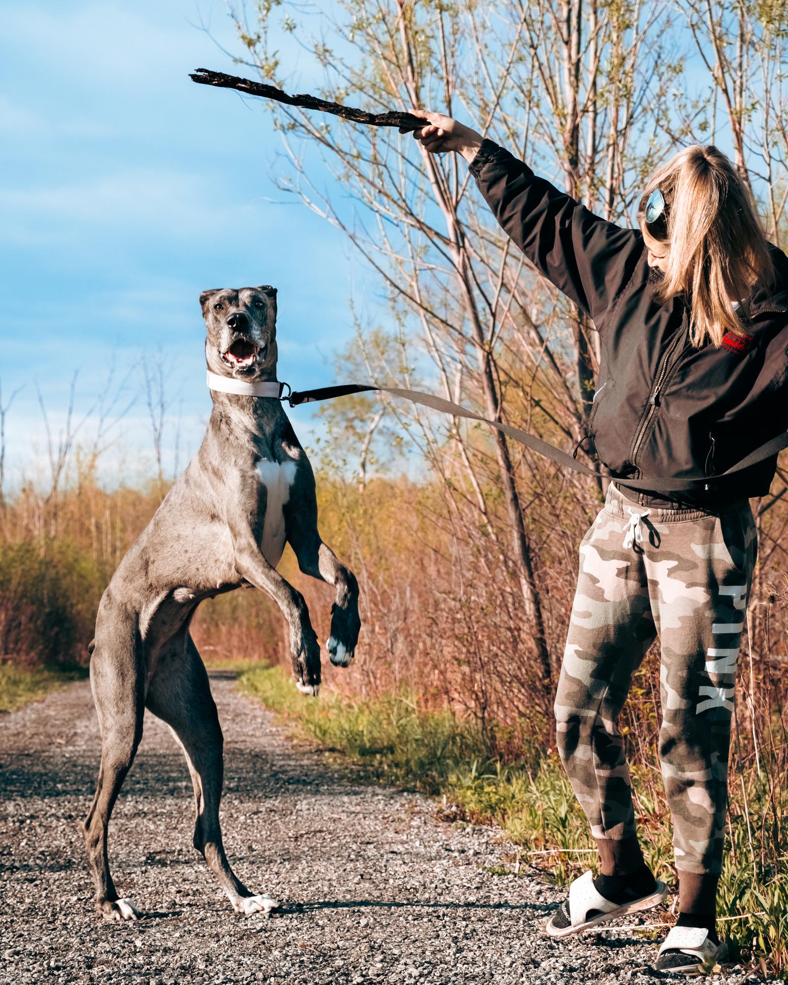 Prim, a Adopted Great Dane in London, ON image 1/6