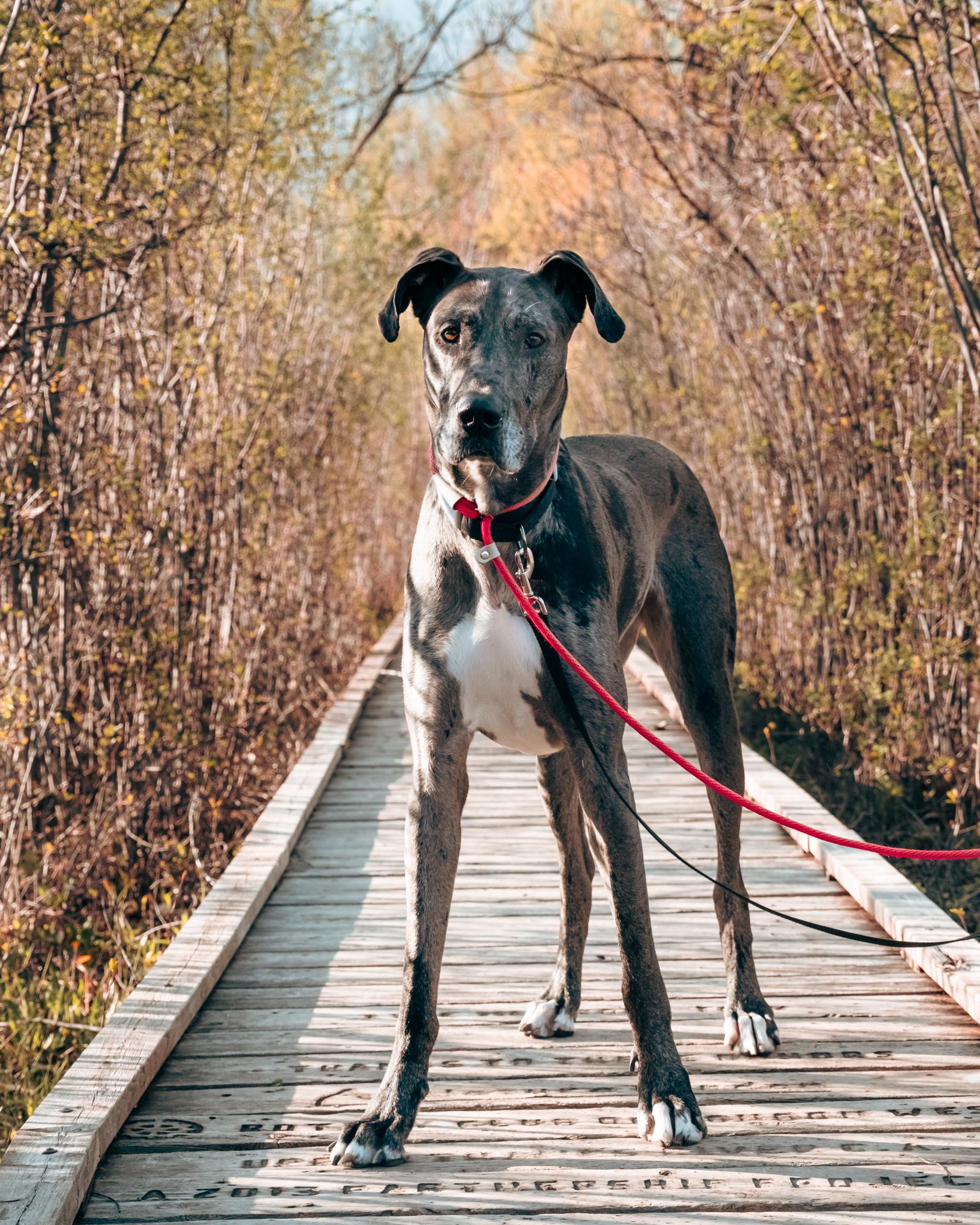 Prim, a Adopted Great Dane in London, ON image 2/6